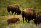 Newborn bison calf, Yellowstone National Park, 2010
