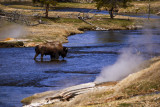 Bison on the Firehole, Yellowstone National Park, 2010