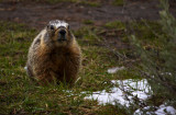 Marmot, Yellowstone National Park, Wyoming, 2010