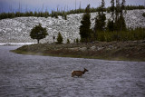 Crossing the Madison, Yellowstone National Park, Wyoming, 2010