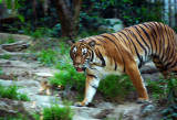 Malay Tiger, San Diego Zoo, San Diego, California, 2010