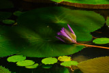 Fallen blossom, Botanical Garden, Belem, Brazil, 2010