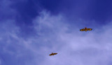 Hawks aloft, Phoenix, Arizona, April 2012