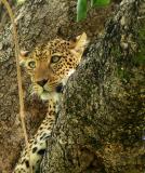 Leopard, South Luangwa National Park, Zambia,