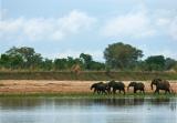 Elephants crossing the Luangwa, South Luangwa National Park, Zambia, 2006