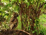 Seclusion, South Luangwa National Park, Zambia, 2006