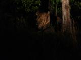 Lioness at rest, South Luangwa National Park, Zambia, 2006