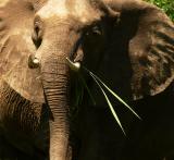 Ivory Irony, South Luangwa National Park, Zambia, 2006