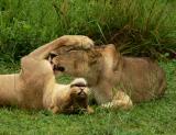 Sisters, Chichele pride, South Luangwa National Park, Zambia, 2006