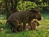 Finale, mating Lions, South Luangwa National Park, Zambia, 2006