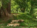 Mating lions at rest, South Luangwa National Park, Zambia, 2006