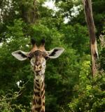 Babies make faces, South Luangwa National Park, Zambia, 2006