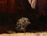 Isolation, Zion National Park, Utah, 2006