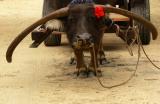 Buffalo, Taketomi Island, Japan, 2006