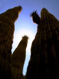 Giants, Phoenix, Arizona, 2003