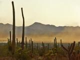 Dust storm, Saguaro National Park, Tucson, Arizona, 2006