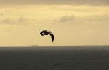 Gull, Ecola State Park, Canon Beach, Oregon, 2006