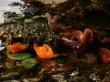 Tide pool, Otter Crest Beach, DePoe Bay, Oregon, 2006