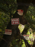 Territorial imperative, Cosumnes River, California, 2008