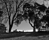 Haunted ground, Chinese Camp, California, 2008