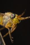 horse fly II