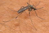 mosquito II