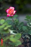 DSC_3382.jpg