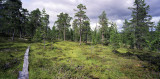 Forest and marsh in Tfsingdalen National Park, Sweden