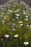 An endemic marguerite