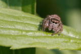 Jumping Spider (Evarcha arcuata) on the hunt