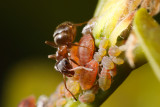 Ant milking aphids