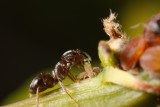 Black Garden Ant (Lasius niger) milking aphids