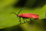 Net-winged beetle (Dictyoptera aurora)