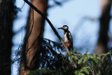 Woodpecker gathering ants