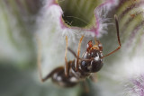 Black garden ants (Lasius niger) and aphids