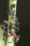 Horse ants (Formica rufa) guarding aphids