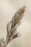 Gallery: Flies and relatives