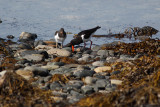 Oystercatcher and young