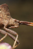 Shield bug (Coreus marginatus)