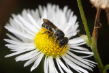 Heriades truncorum, a wild bee