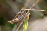 Probably Chorthippus biguttulus