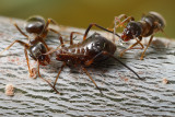 Lasius niger milking an aphid