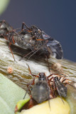 Lachnus roboris, mating (and onlookers *cough*)