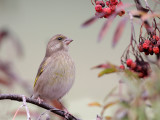 Various Birds - Siskins, Bullfinches, Hawfinches and more