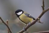 Great Tit