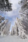 Snow-laden Firs