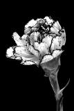 Carnation
