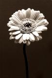 Gerbera