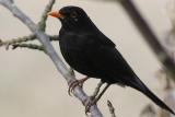 Male blackbird