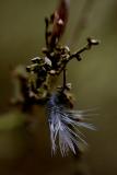 Feather